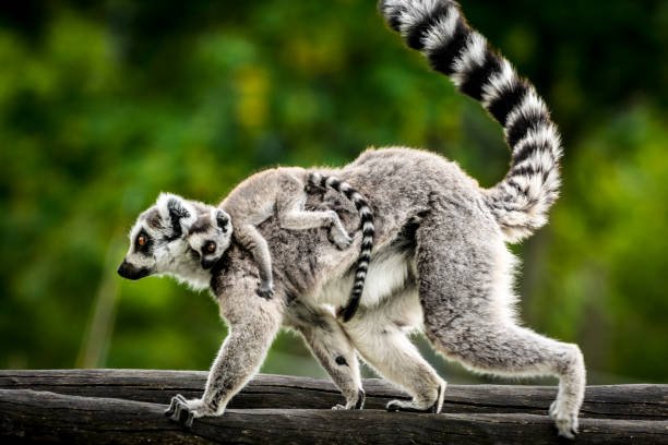 best time to visit madagascar for wildlife 2026